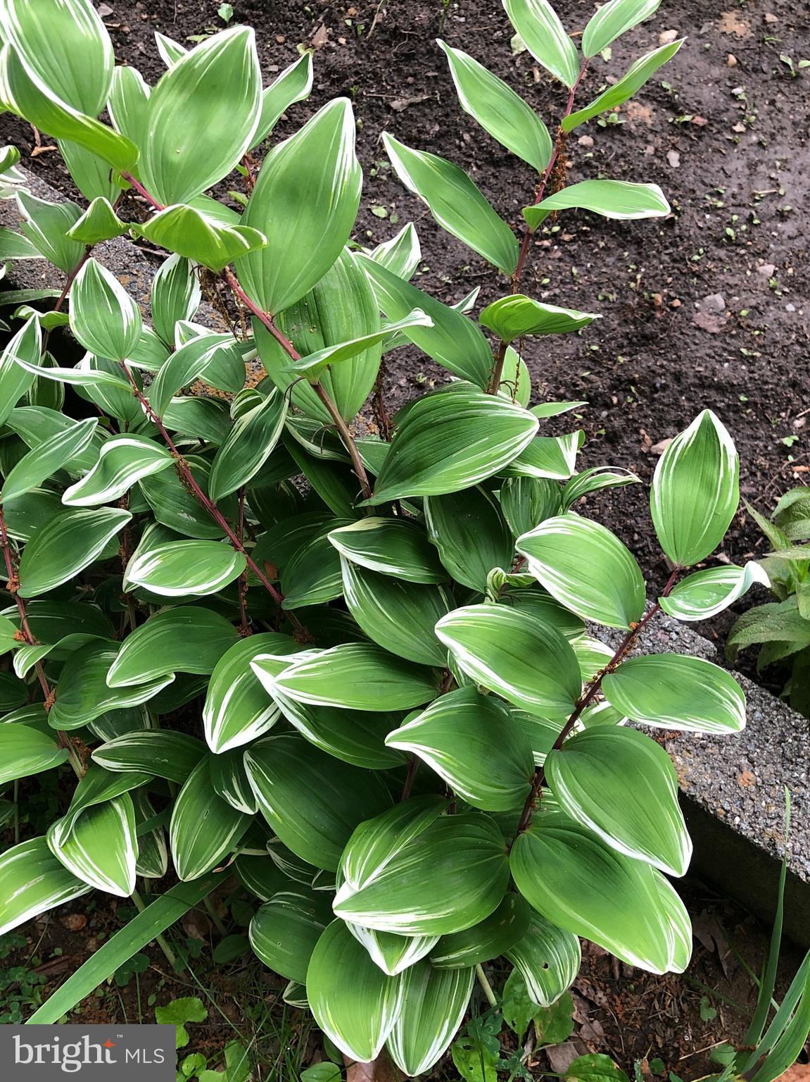 DOWNTOWN FREDERICKSBURG - Residential