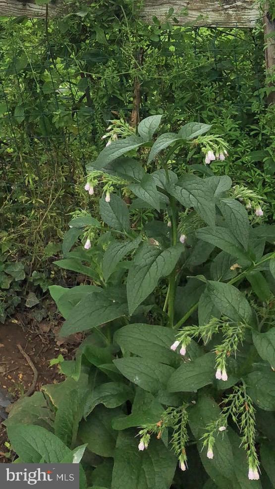 DOWNTOWN FREDERICKSBURG - Residential