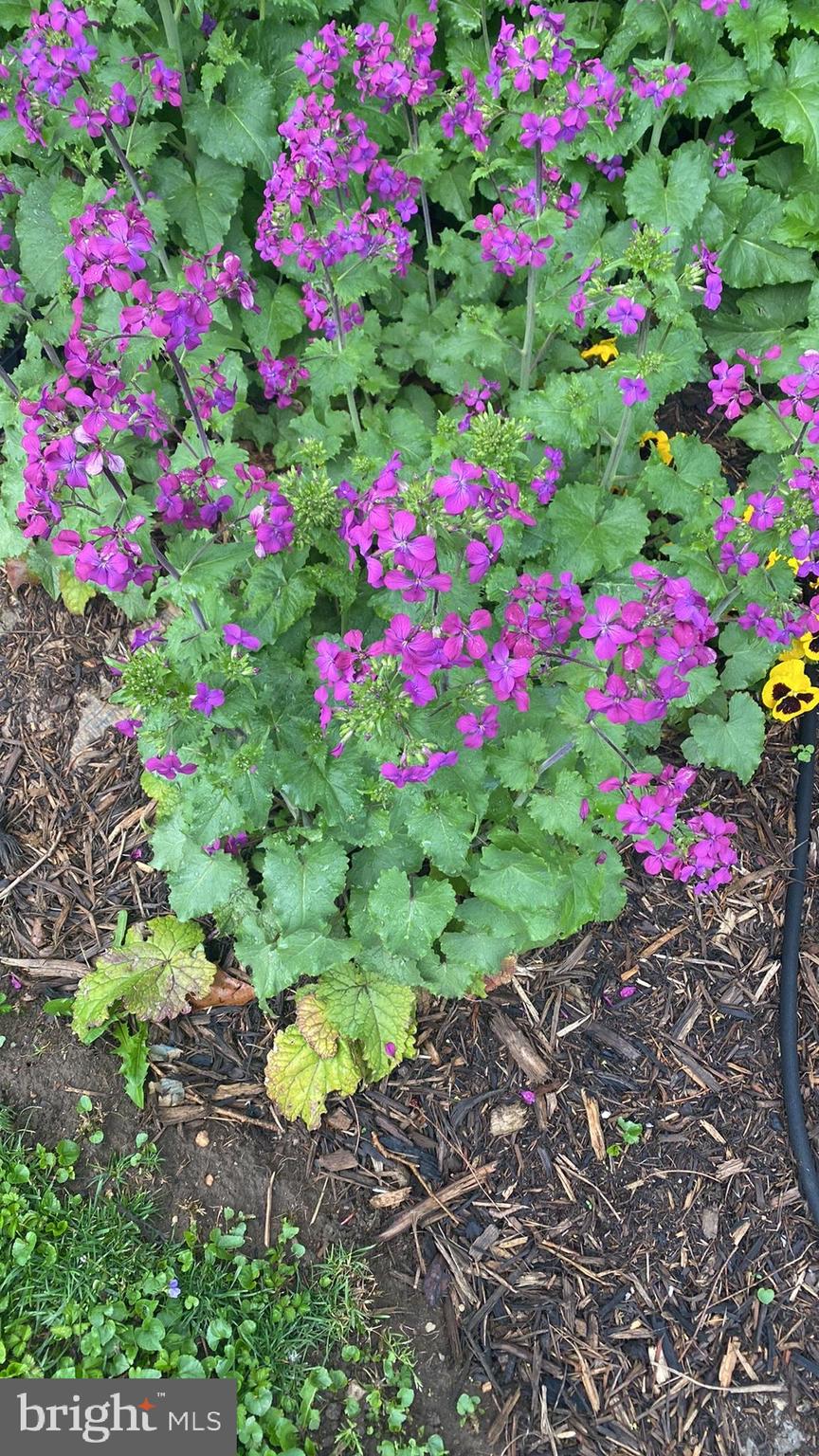 DOWNTOWN FREDERICKSBURG - Residential