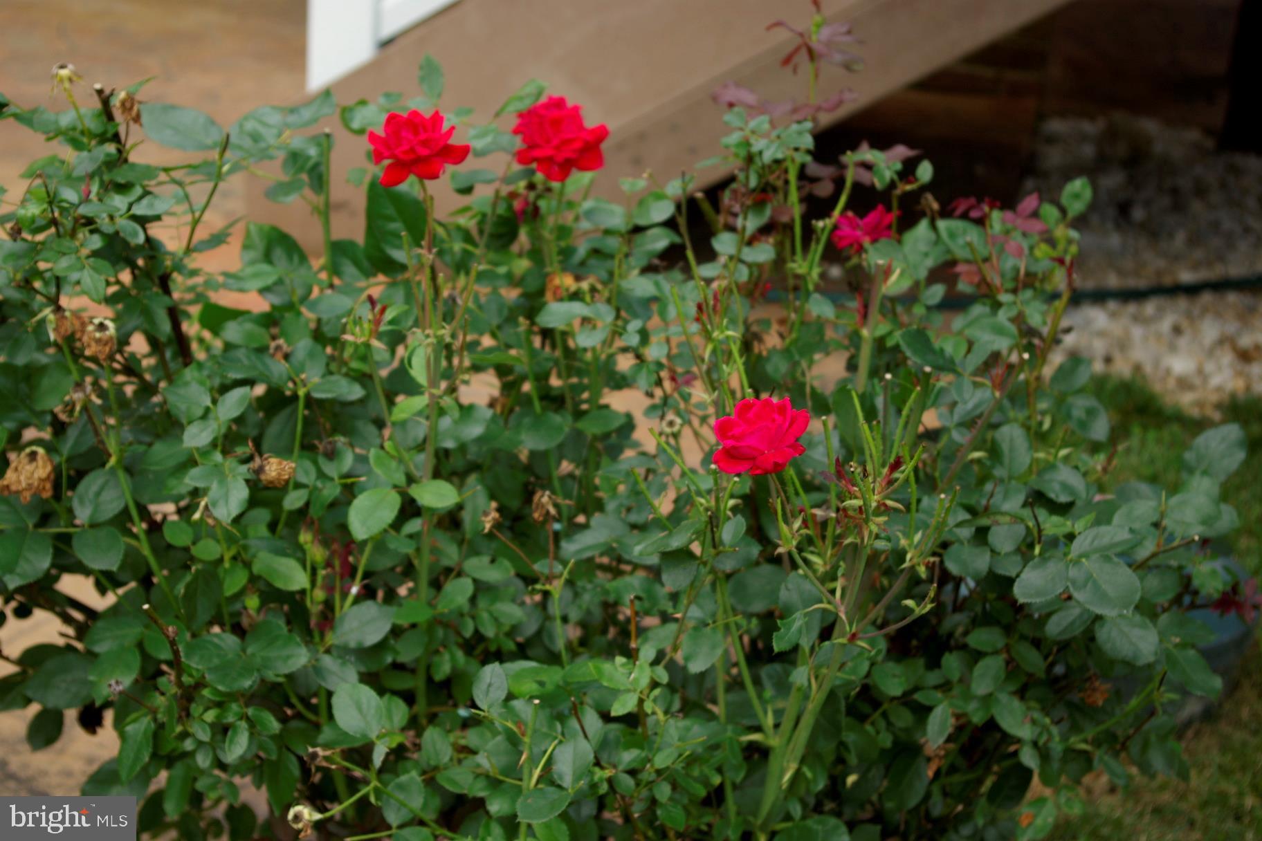 SPRING CREEK - Residential