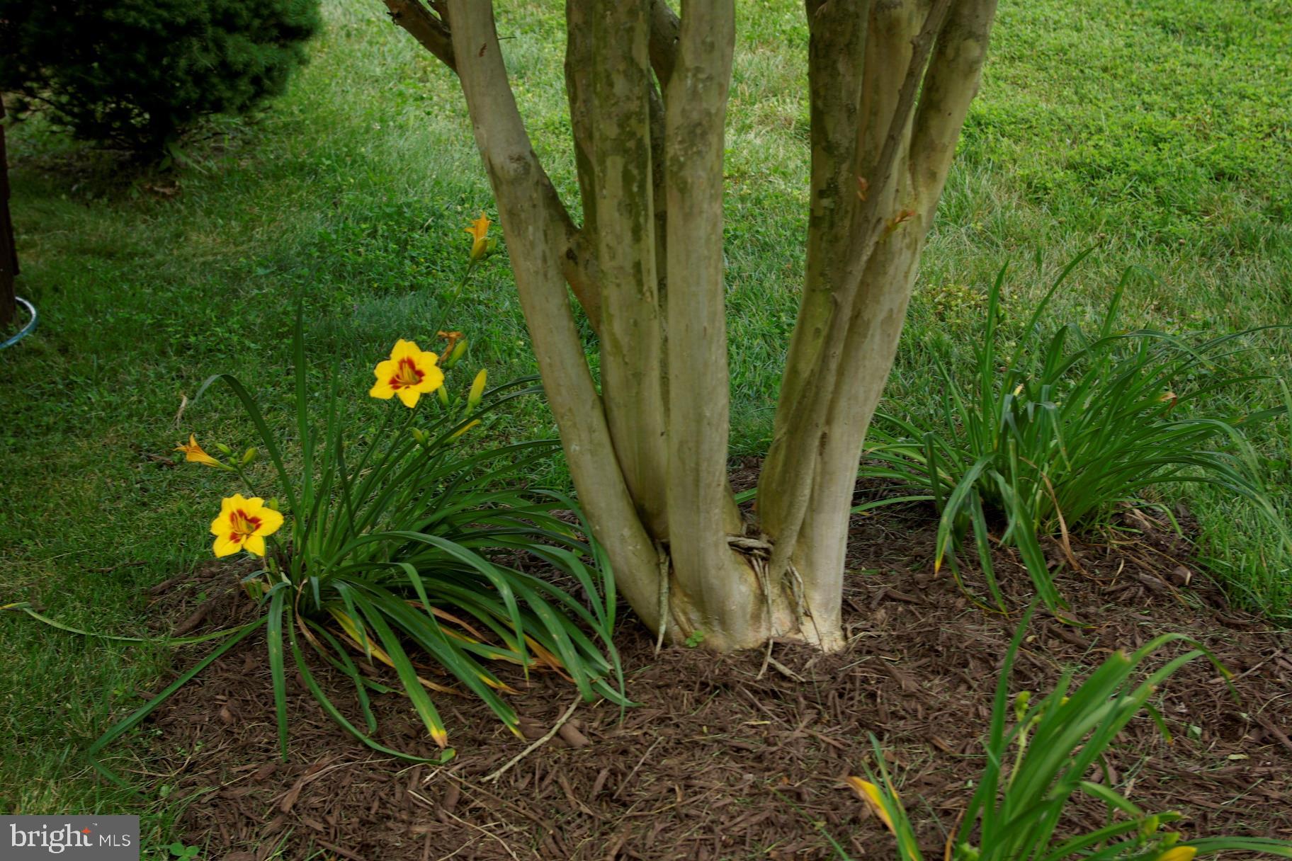 SPRING CREEK - Residential