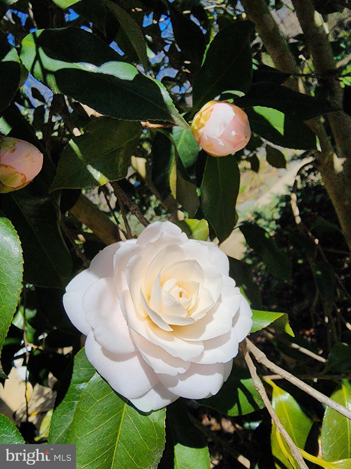 CRYSTAL SPRINGS - Residential