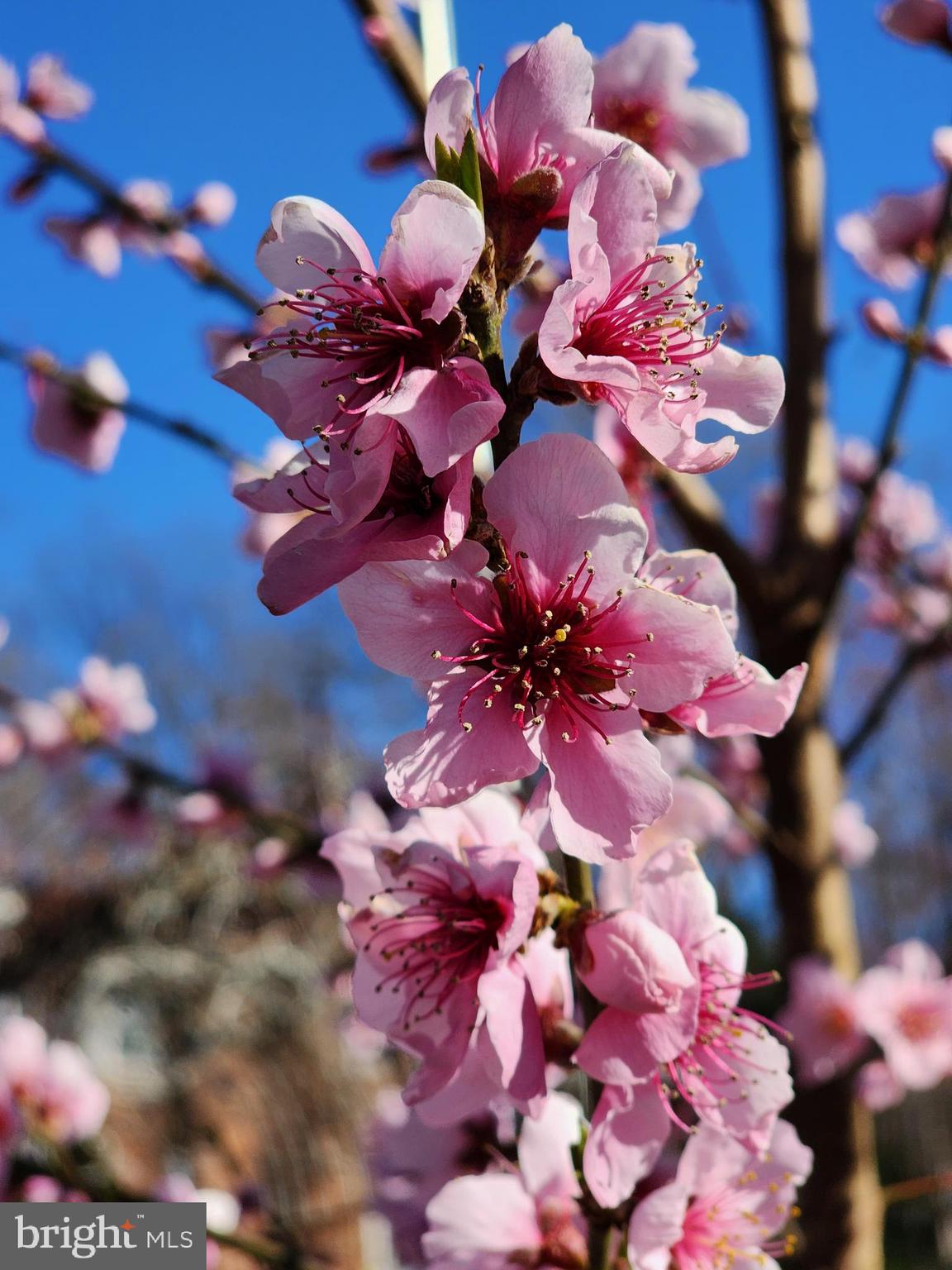 CRYSTAL SPRINGS - Residential