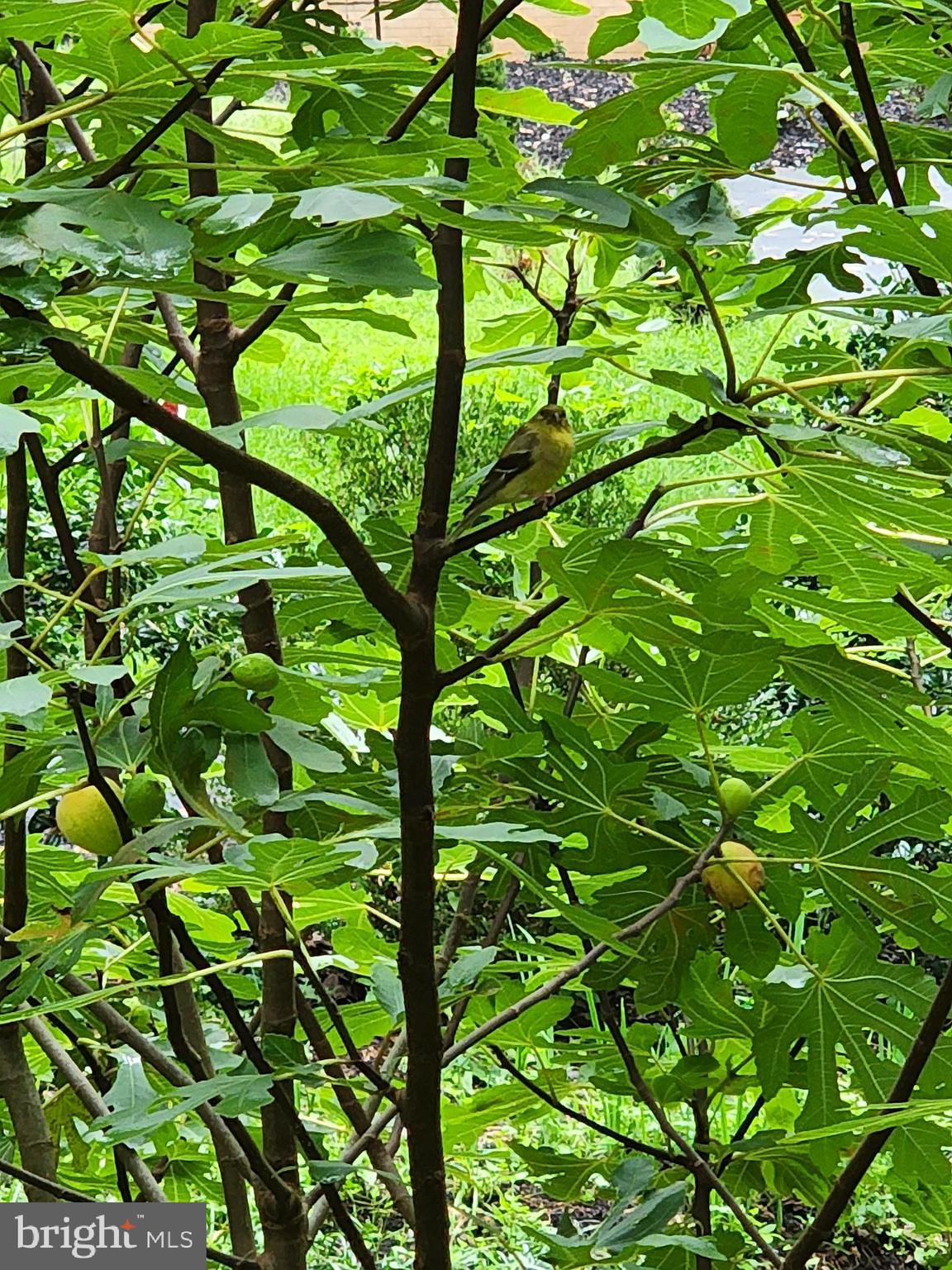 CRYSTAL SPRINGS - Residential