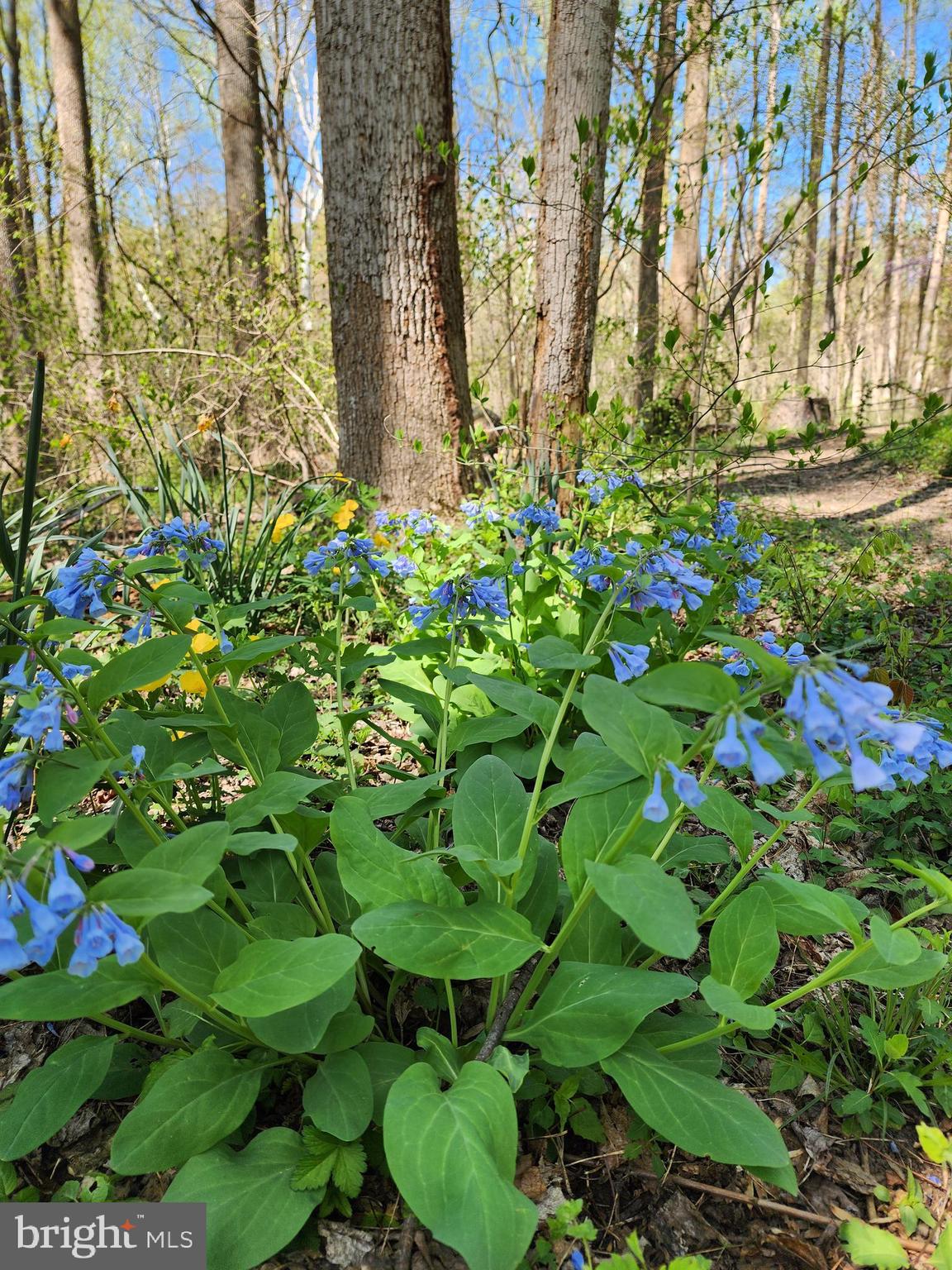 CRYSTAL SPRINGS - Residential