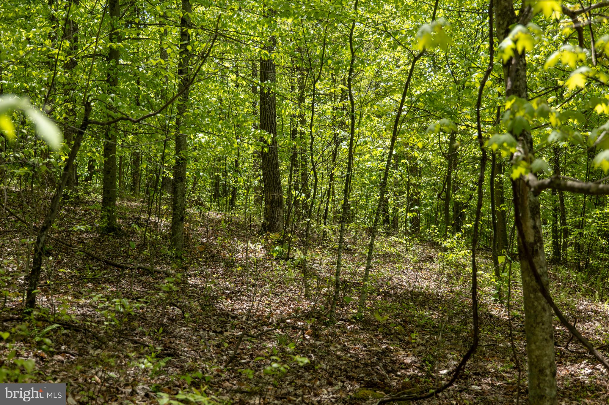 Lot 1 LAUREL MOUNTAIN ROAD