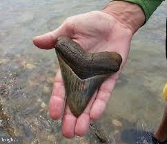 INDEPENDENCE SHORES - Residential