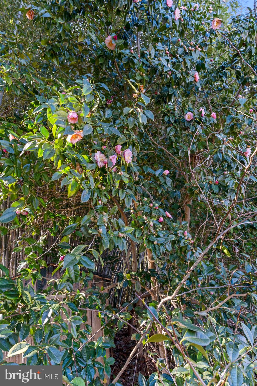 SCIENTISTS CLIFFS - Residential