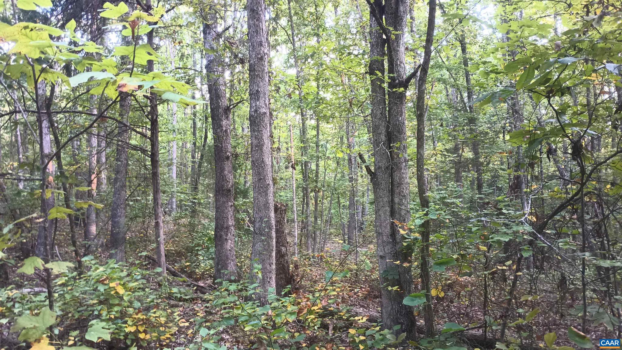 PINEY MOUNTAIN - Land