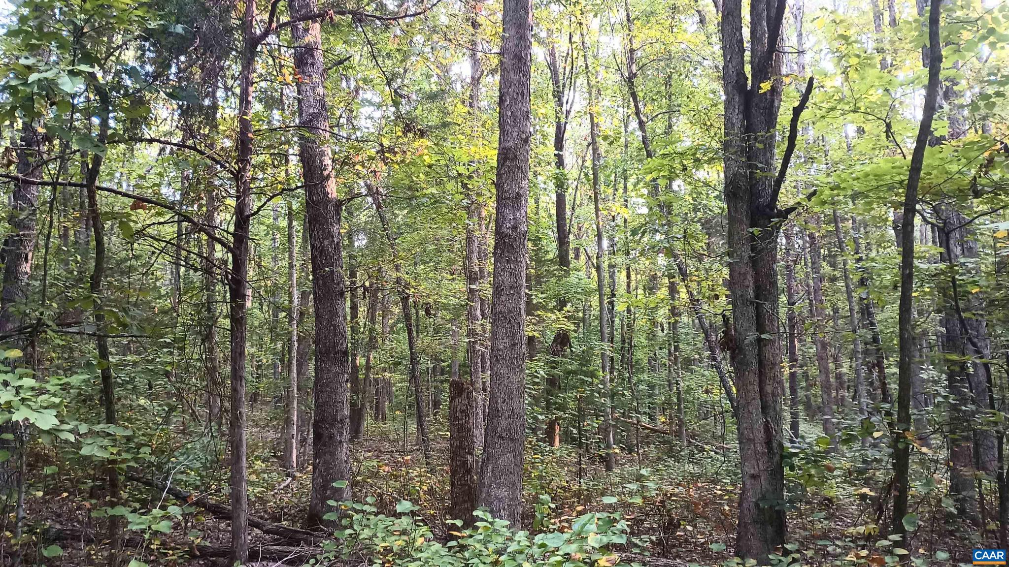 PINEY MOUNTAIN - Land