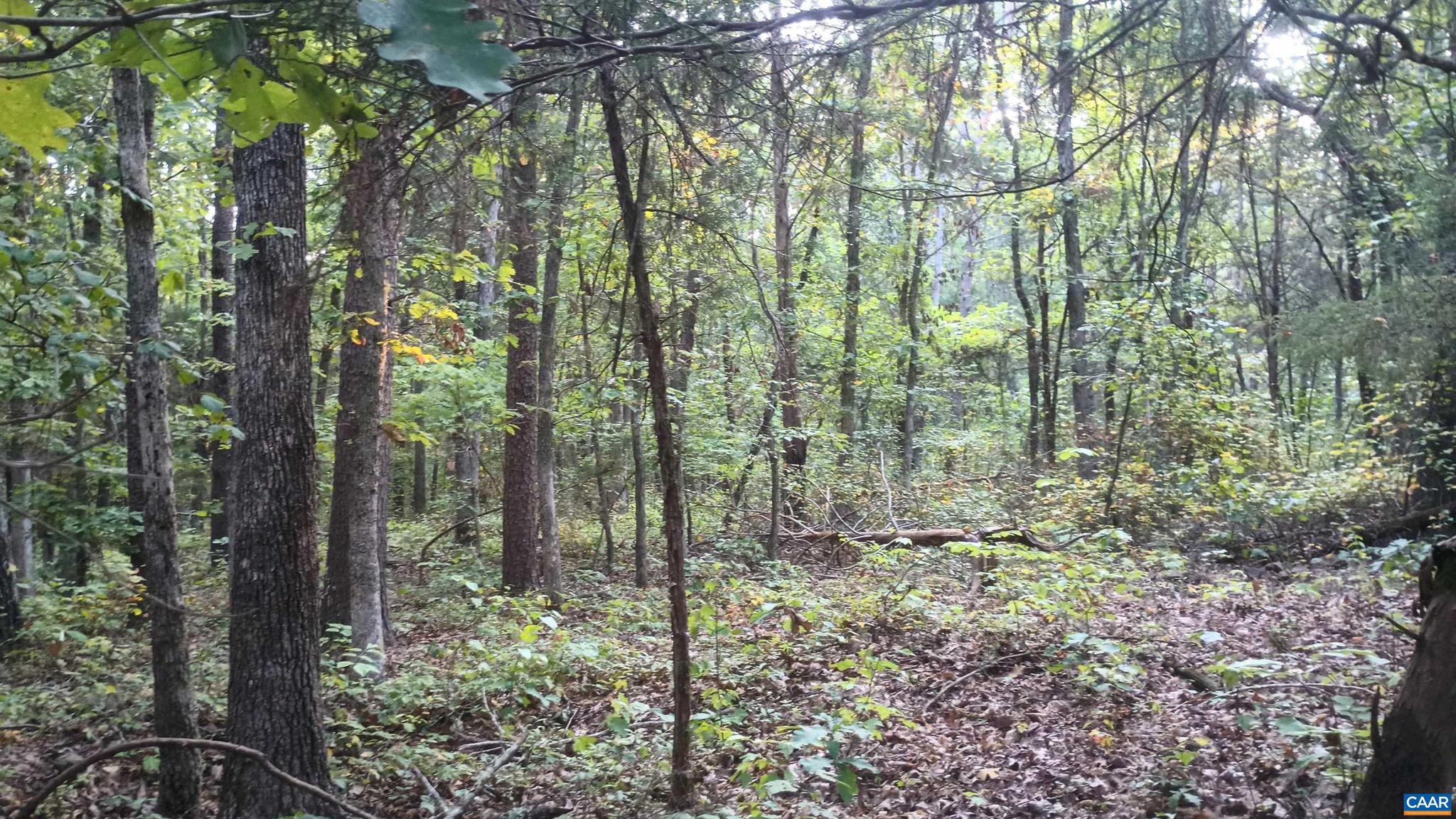 PINEY MOUNTAIN - Land