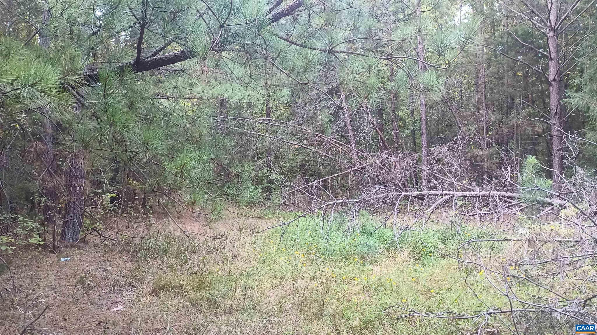 PINEY MOUNTAIN - Land