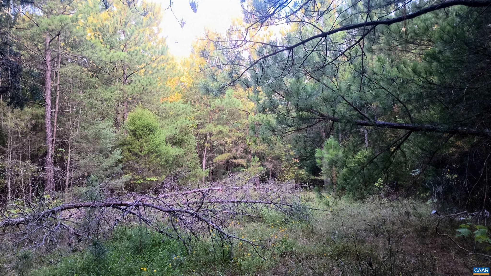 PINEY MOUNTAIN - Land