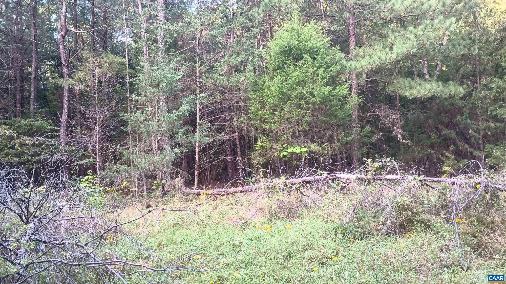 PINEY MOUNTAIN - Land