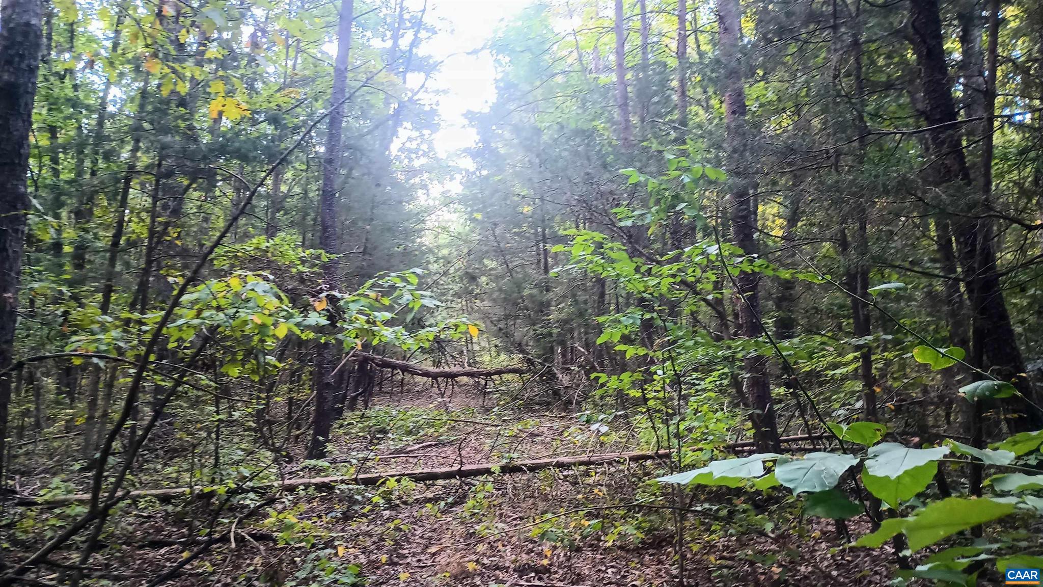 PINEY MOUNTAIN - Land