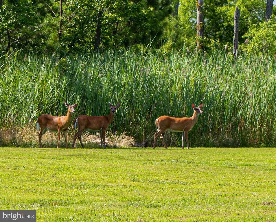 Berlin, Maryland 21811, United States, ,Land,Active,60928