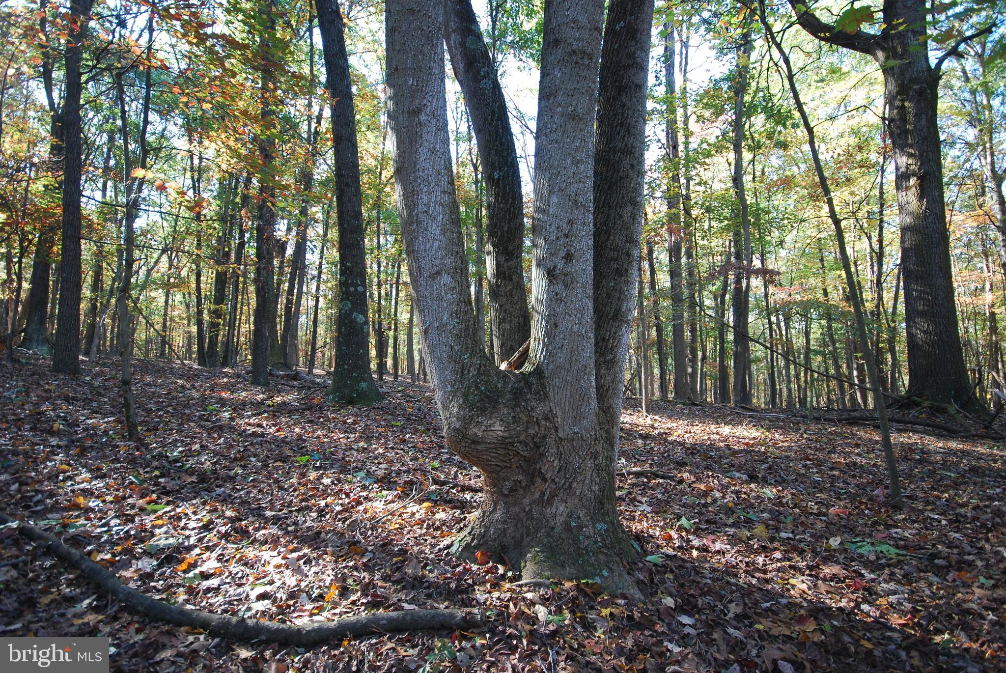 POTOMAC WOODS - Land