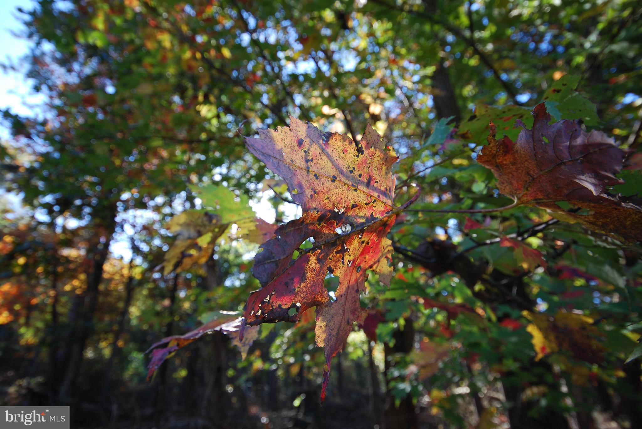 POTOMAC WOODS - Land