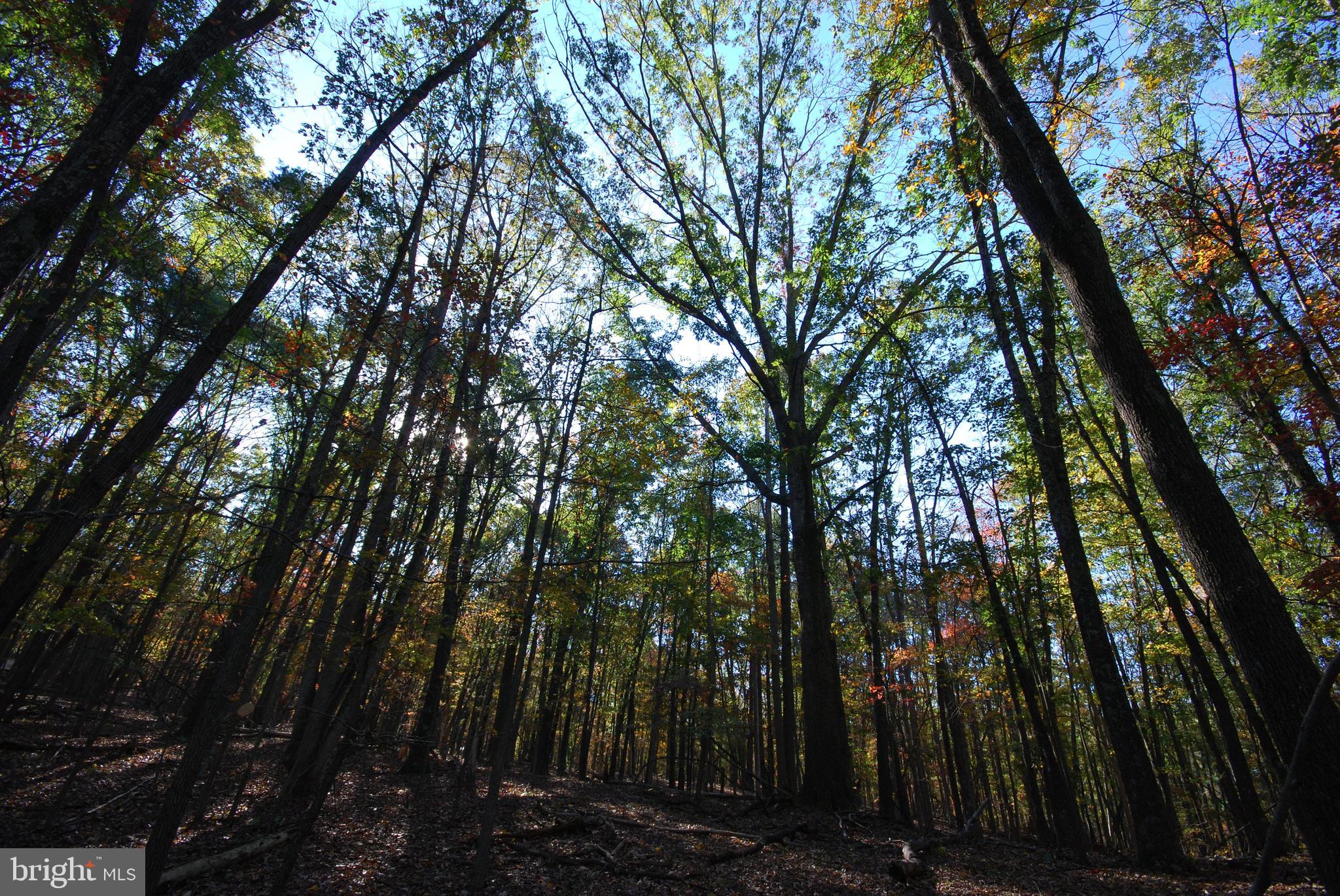 POTOMAC WOODS - Land