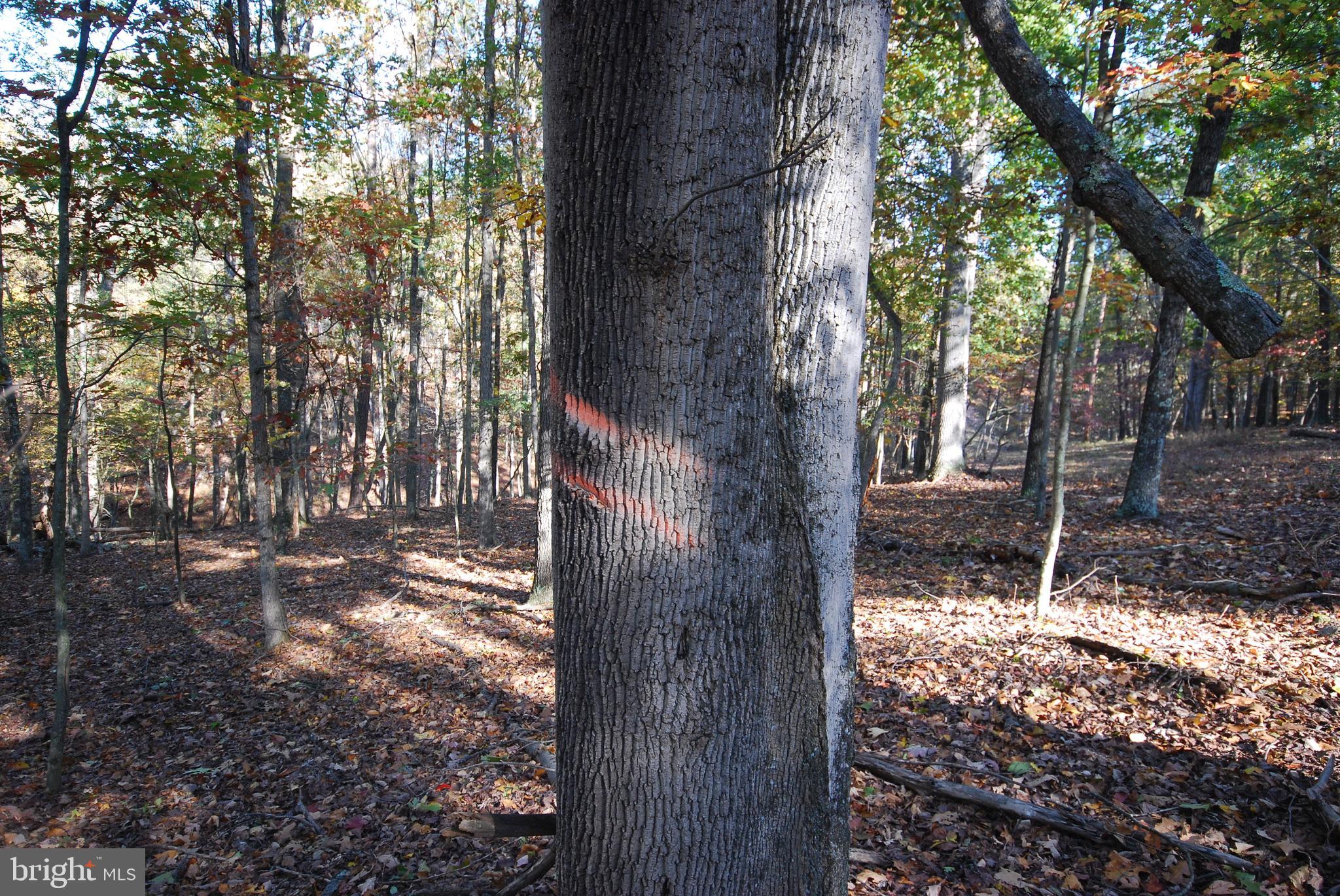 POTOMAC WOODS - Land