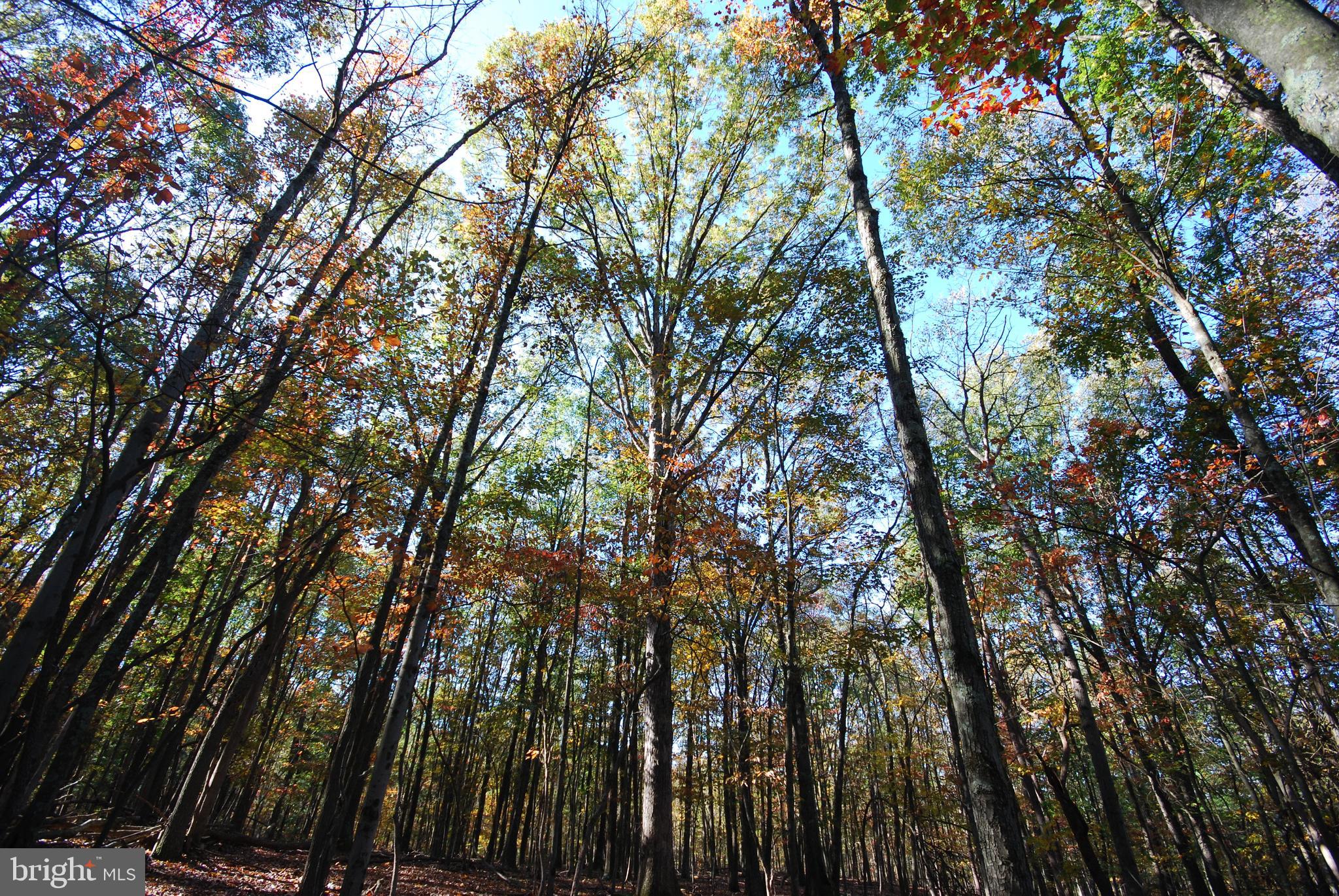 POTOMAC WOODS - Land