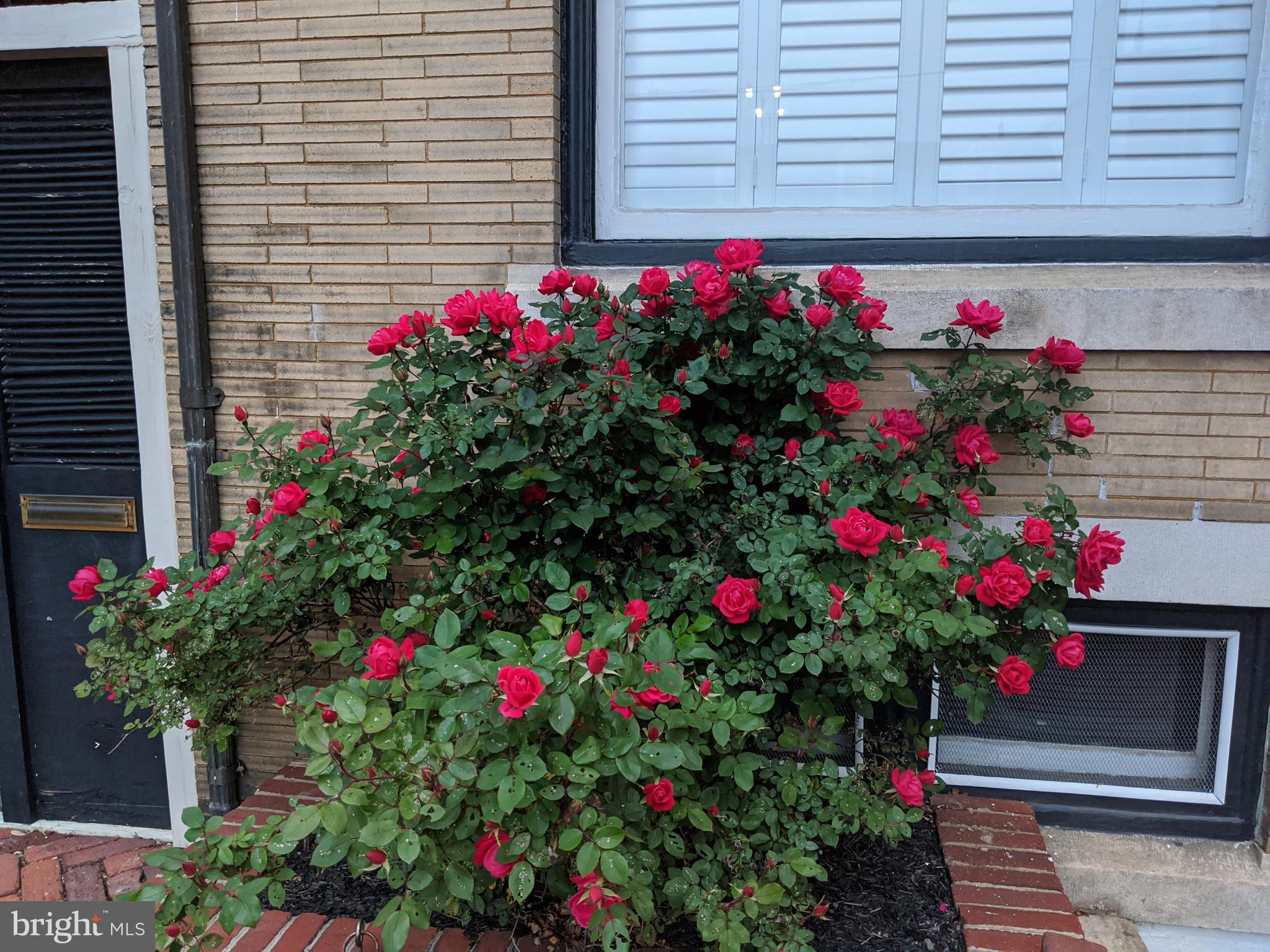 DOWNTOWN FREDERICK - Residential