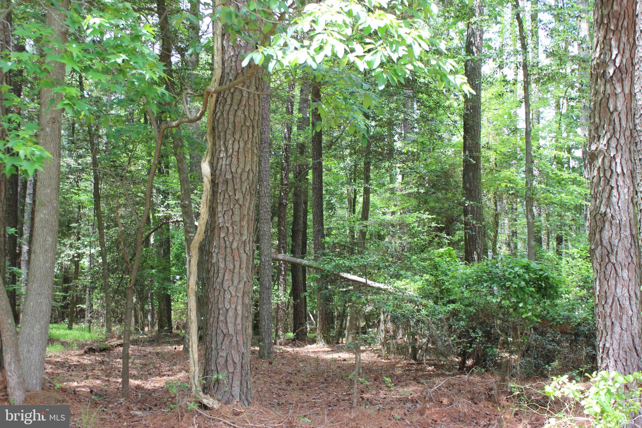 1/871 Oversized (12,222 sq ft), level, wooded lot in highly sought area of Captains Cove. Lot has water & sewer availability. Within a mile to all the amenities offered at Captains Cove. Buy now and build later, take advantage of this great buy! No time frame to build.and no Builder Tie-In. Call for builder information. Relax and enjoy all the amenities and the lifestyle on the Eastern Shore of VA. Captains Cove is the Eastern Shore of Virginias fastest growing Golf & Waterfront community; close to Chincoteague Island, Wallops Island and Ocean City MD. Amenities: Pristine 9 Hole Golf Course, indoor/outdoor pools (2), fitness center, basketball, tennis & pickle-ball courts, boat ramp, docks, playground, walking & biking trails, dog park, picnic area, security and so much more.