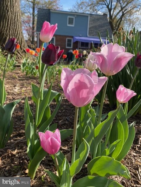 CHESTNUT RIDGE MANOR - Residential