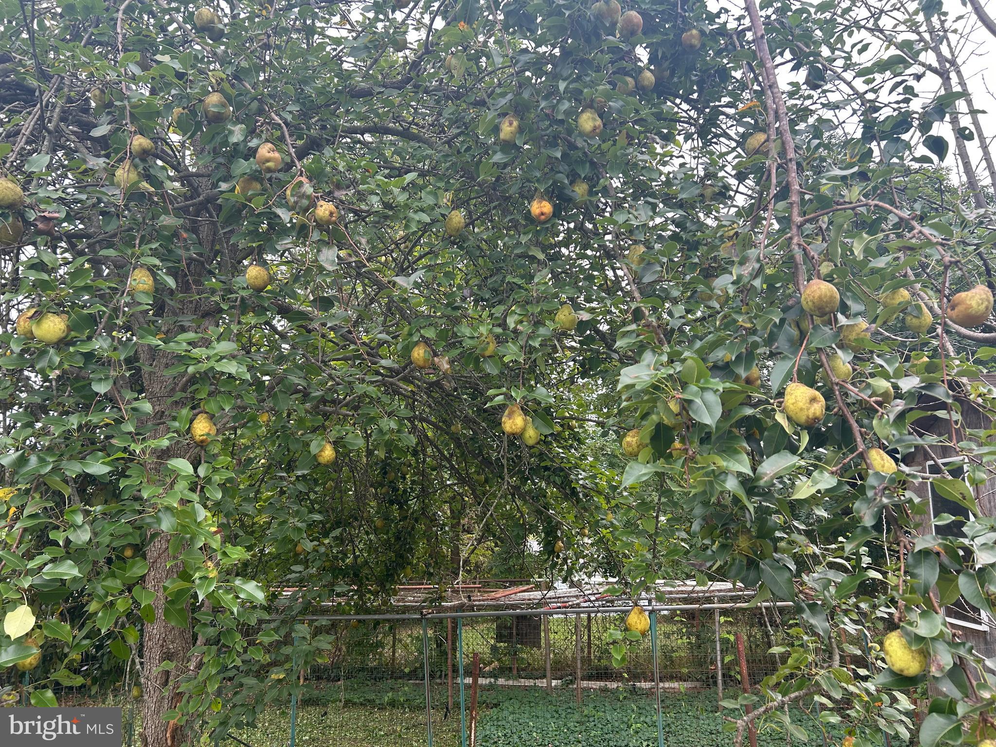 MURRAY HILL - Residential