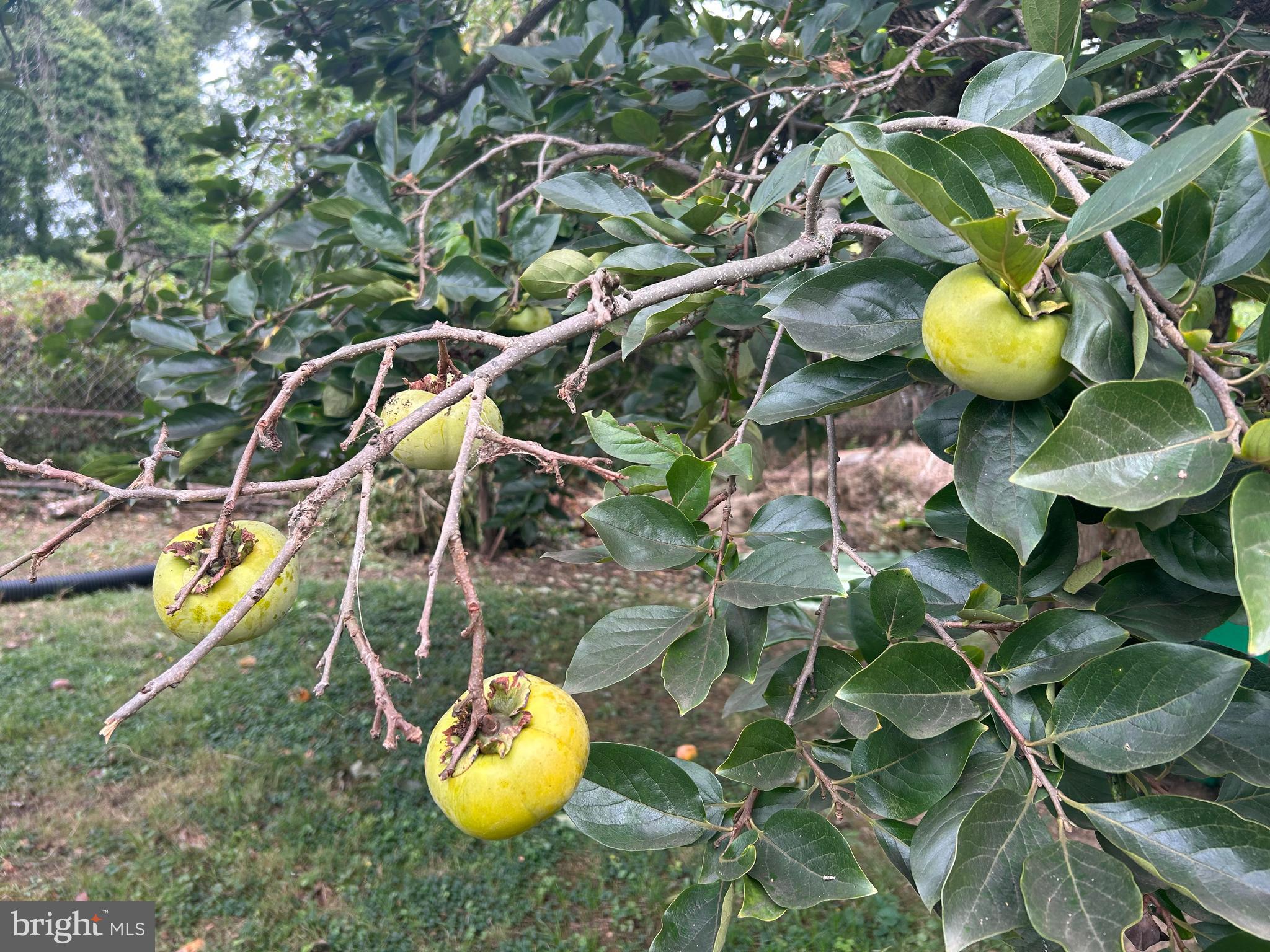 MURRAY HILL - Residential