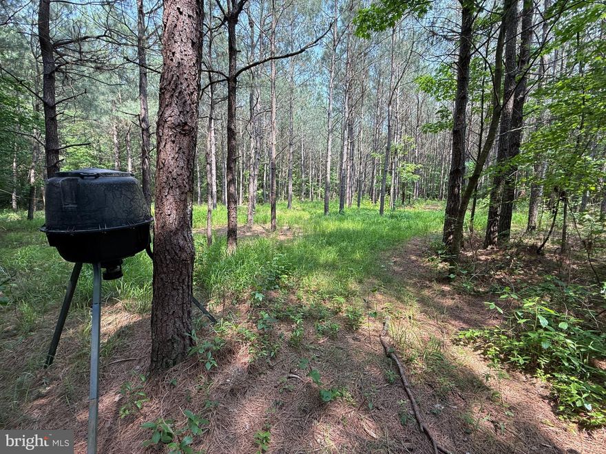 31.92 Acres of Prime Hunting Land – $205,000
Located just off Morris Road in Pittsville, MD, this 31.92-acre tract offers the ideal setup for hunters and outdoor enthusiasts. The property includes an established trail system providing access to multiple hunting stand locations. The habitat is ideal for whitetail deer and turkey. The land backs up to a large, continuous timber block, with open agricultural fields to the north, enhancing wildlife activity.  Approximately 18.09± acres are under a Forest Conservation Easement. Conveniently situated less than 10 miles from Salisbury and just over 20 miles from Ocean City, this property is perfectly located for recreation and retreat.