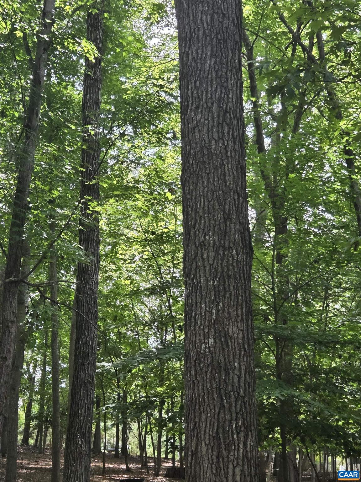 LAKE MONTICELLO - Land