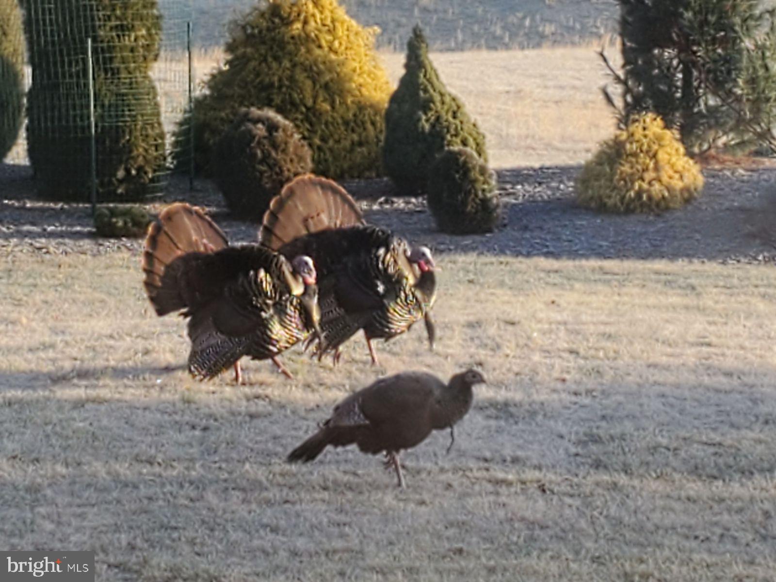 FOX HILL FARMS - Residential