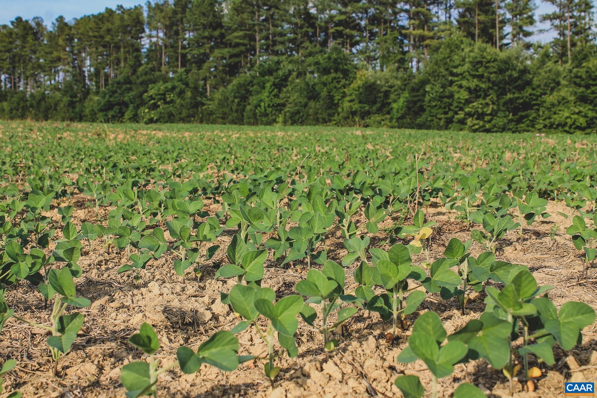THE FARMS AT TURKEY RUN - Land