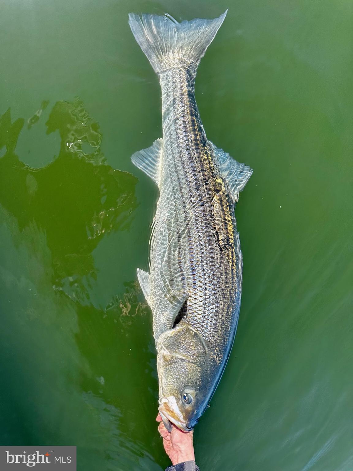 SOUTHWIND - Residential