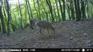 HAMILTON ESTATES - Land