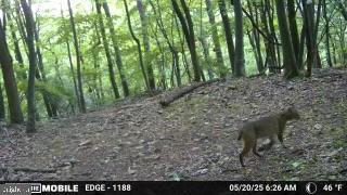 HAMILTON ESTATES - Land