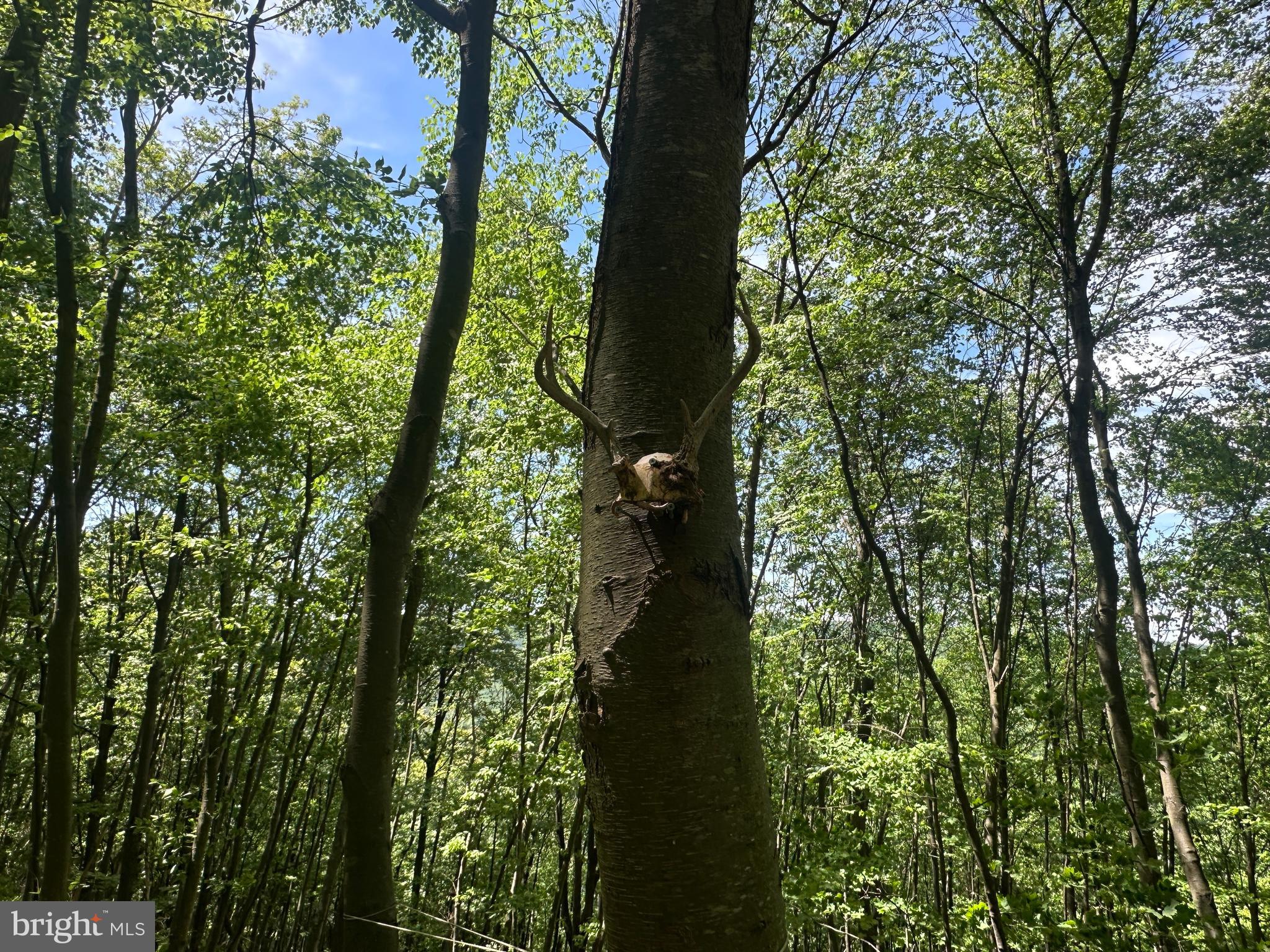 HAMILTON ESTATES - Land