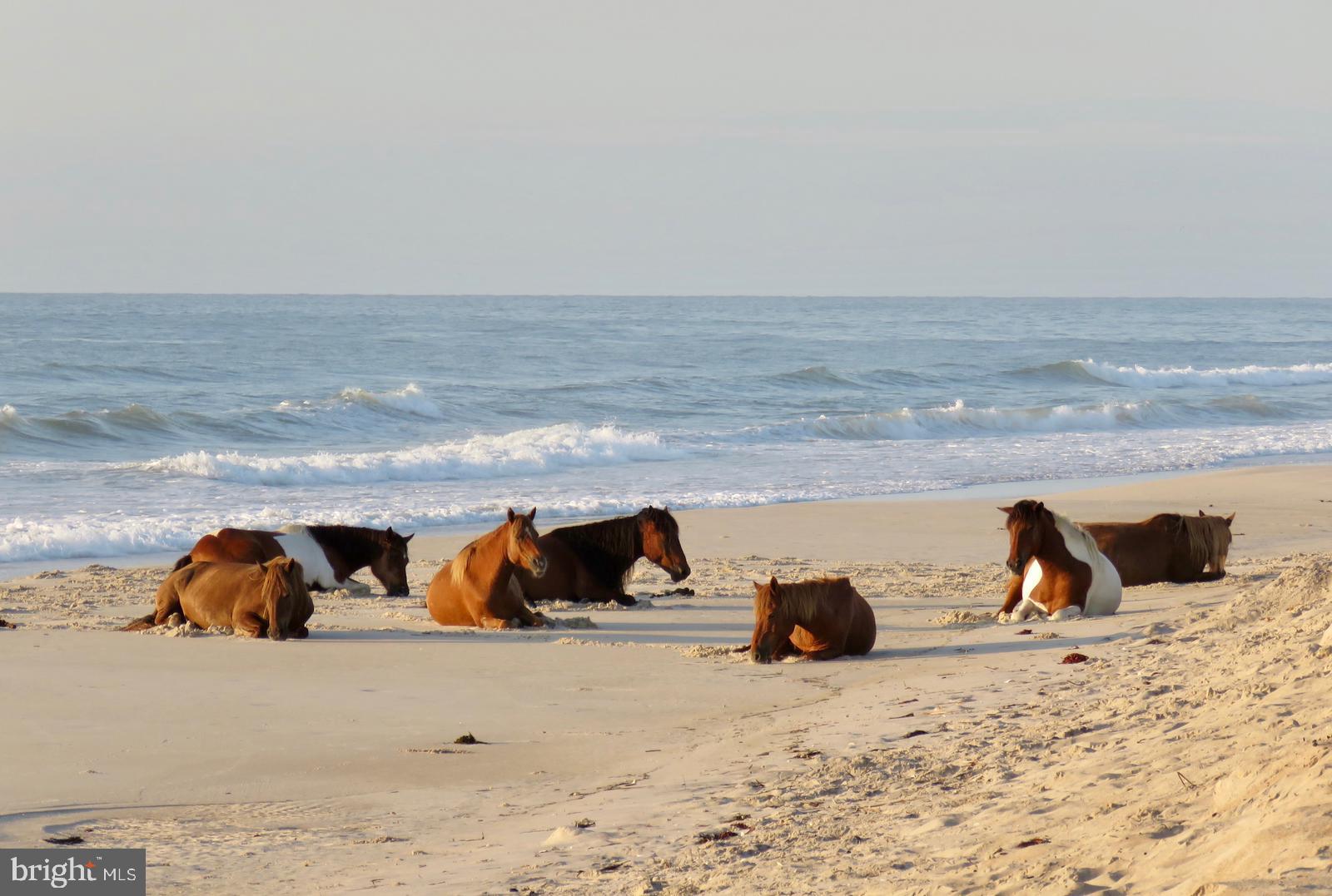 SALT LIFE PARK LLC - Residential