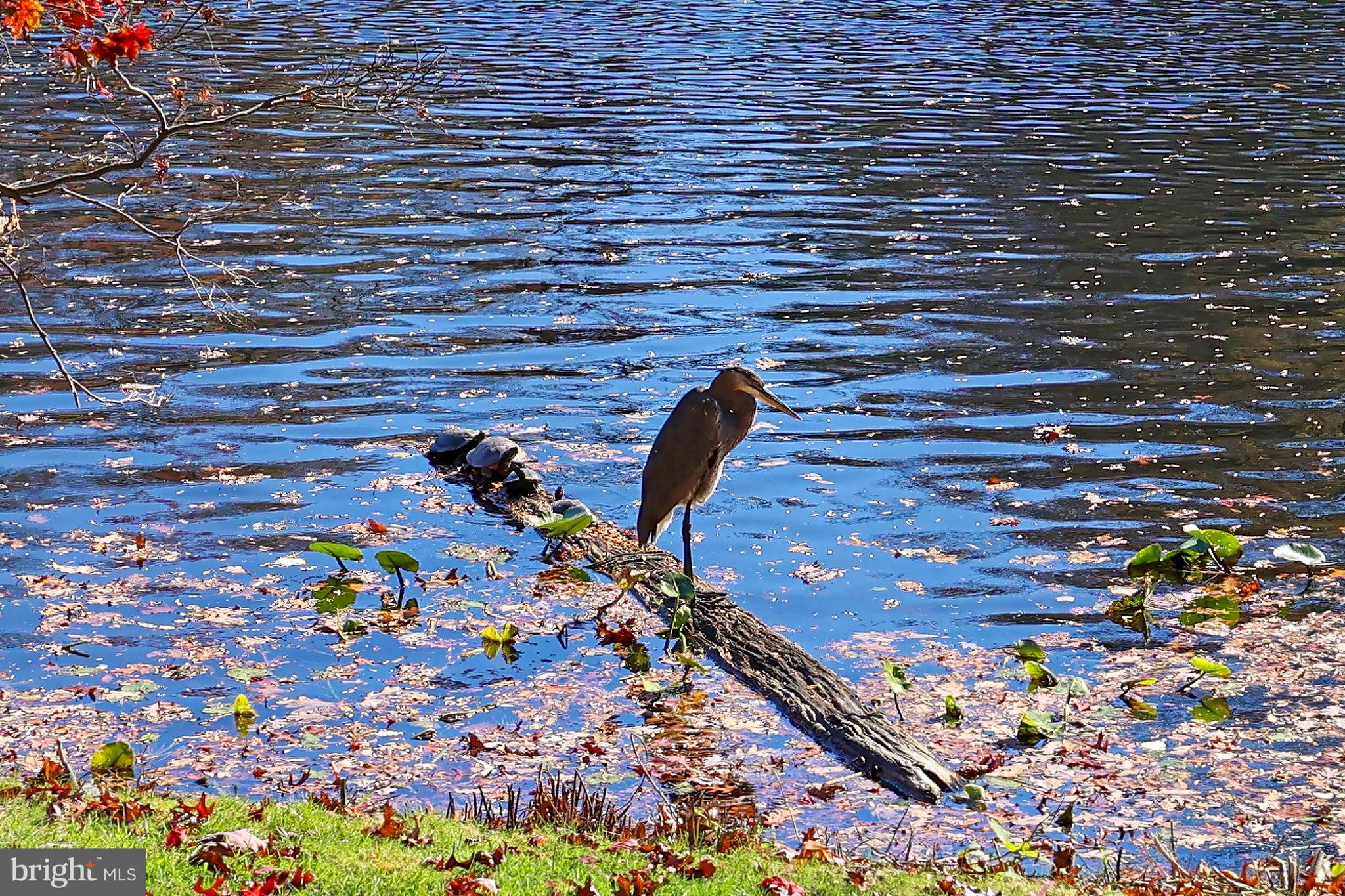 RESTON - Residential