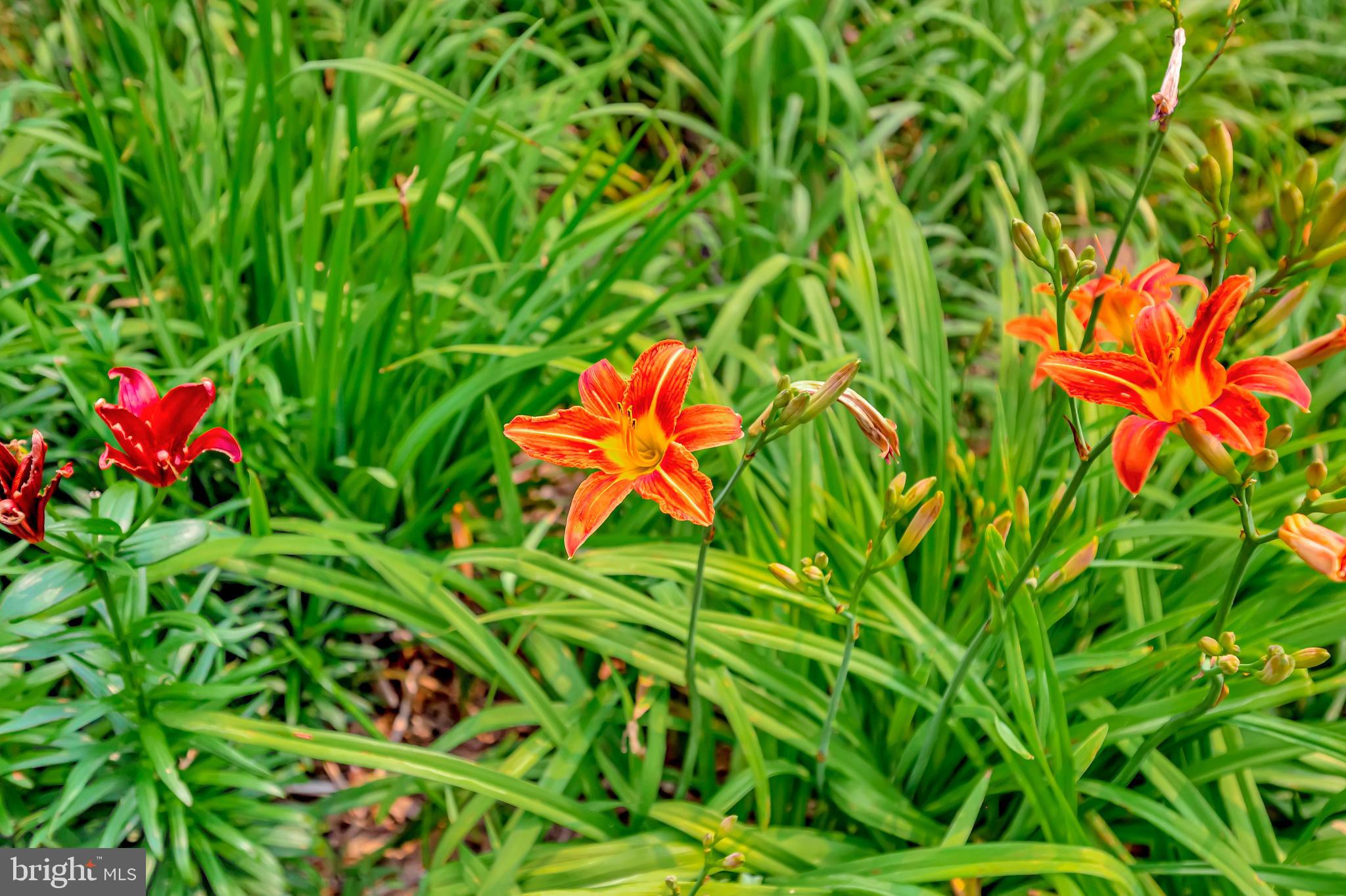 MANSFIELD MANOR - Residential