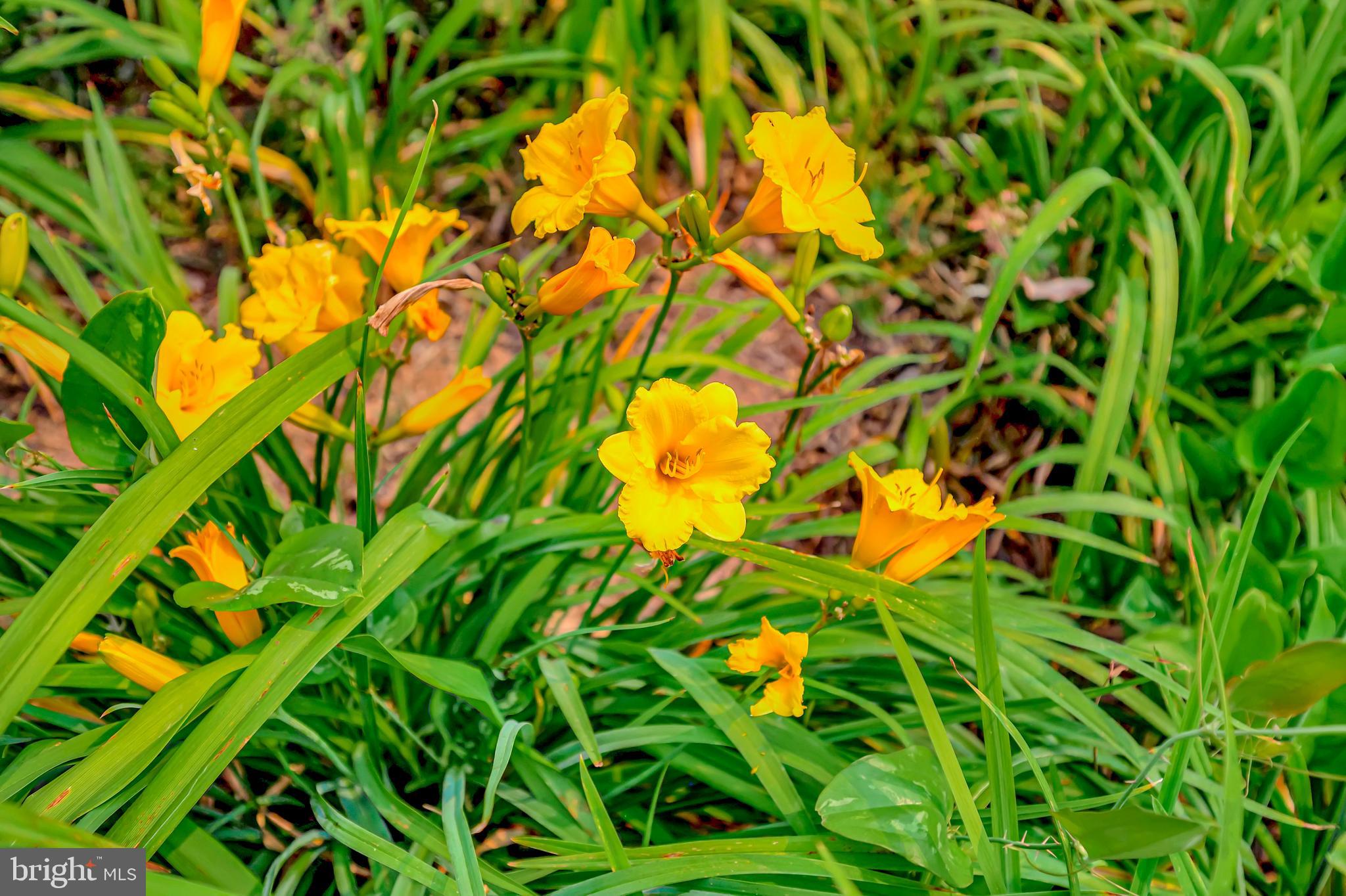 MANSFIELD MANOR - Residential