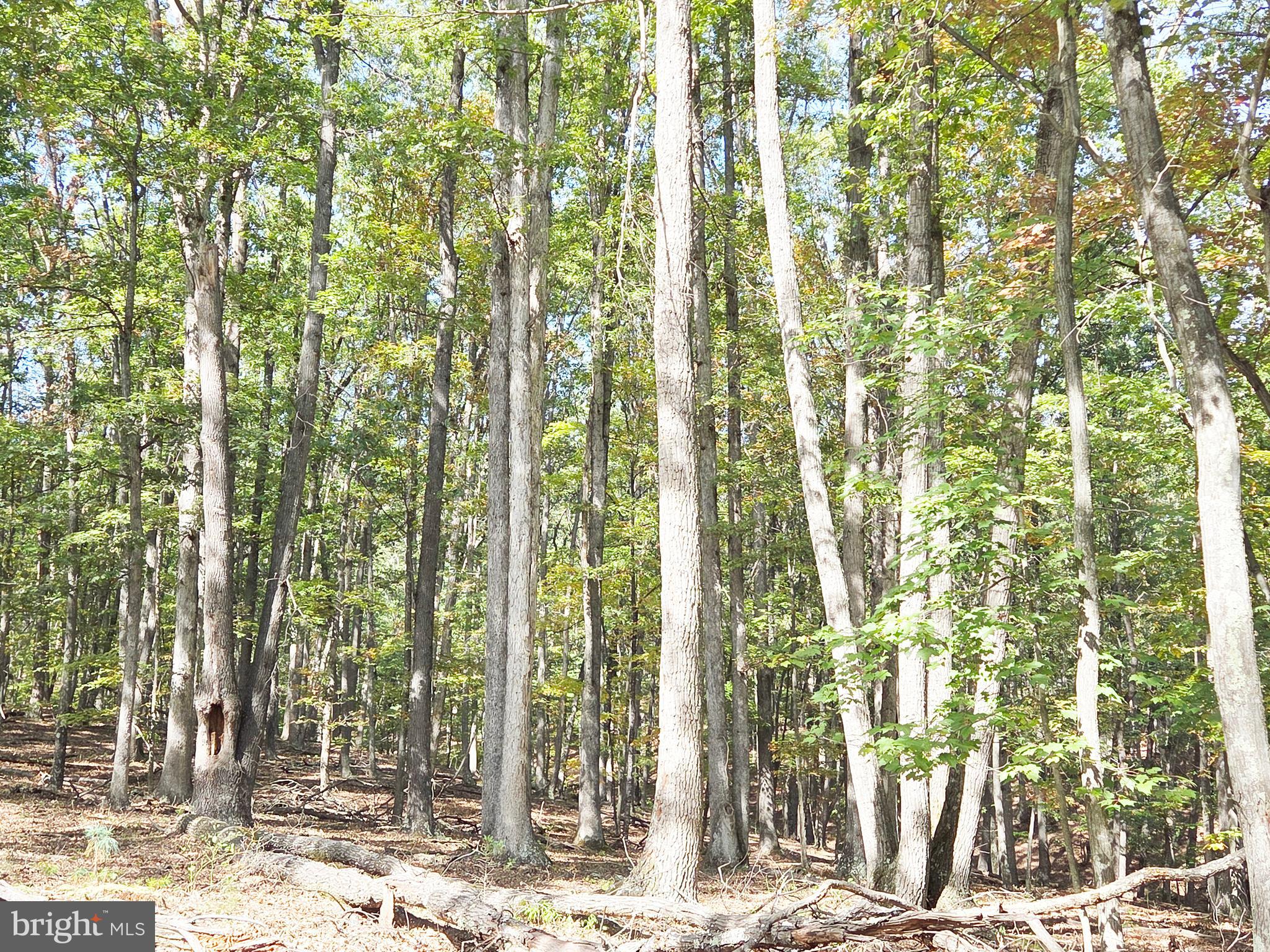 HIGH MOUNTAIN MEADOW - Land