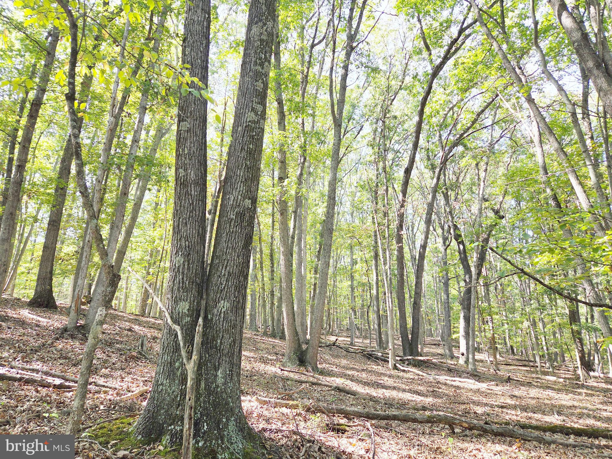 HIGH MOUNTAIN MEADOW - Land
