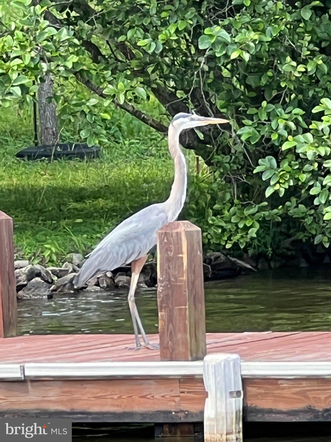 BLUE RIDGE SHORES - Residential
