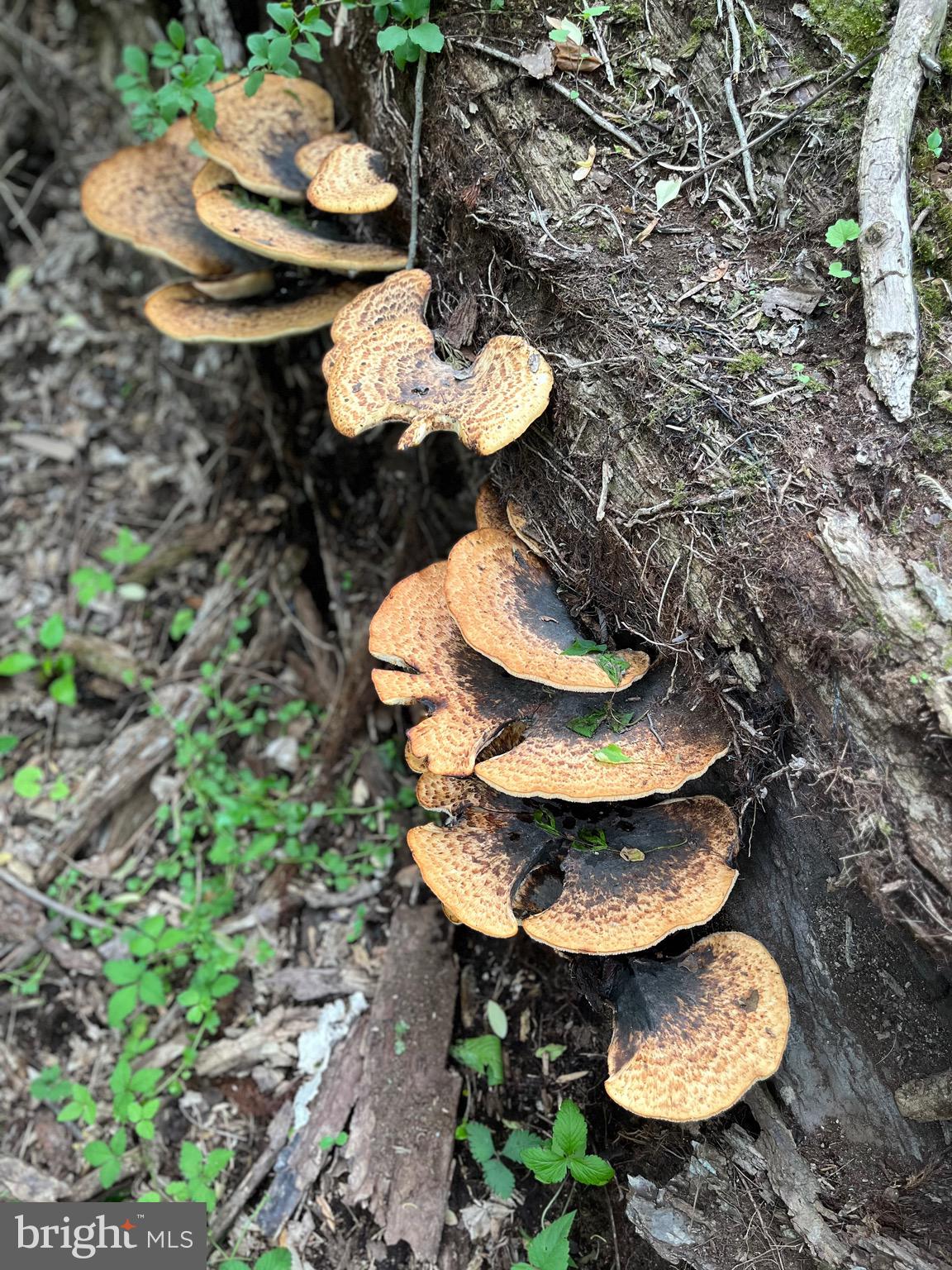 BRUNSWICK - Residential