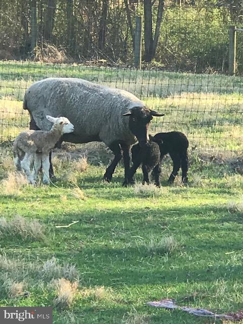 DENIT ESTATES - Farm