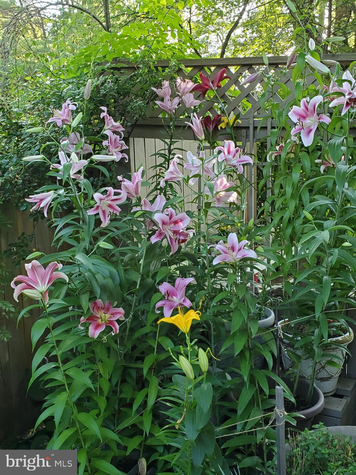 FALLS ORCHARD - Residential