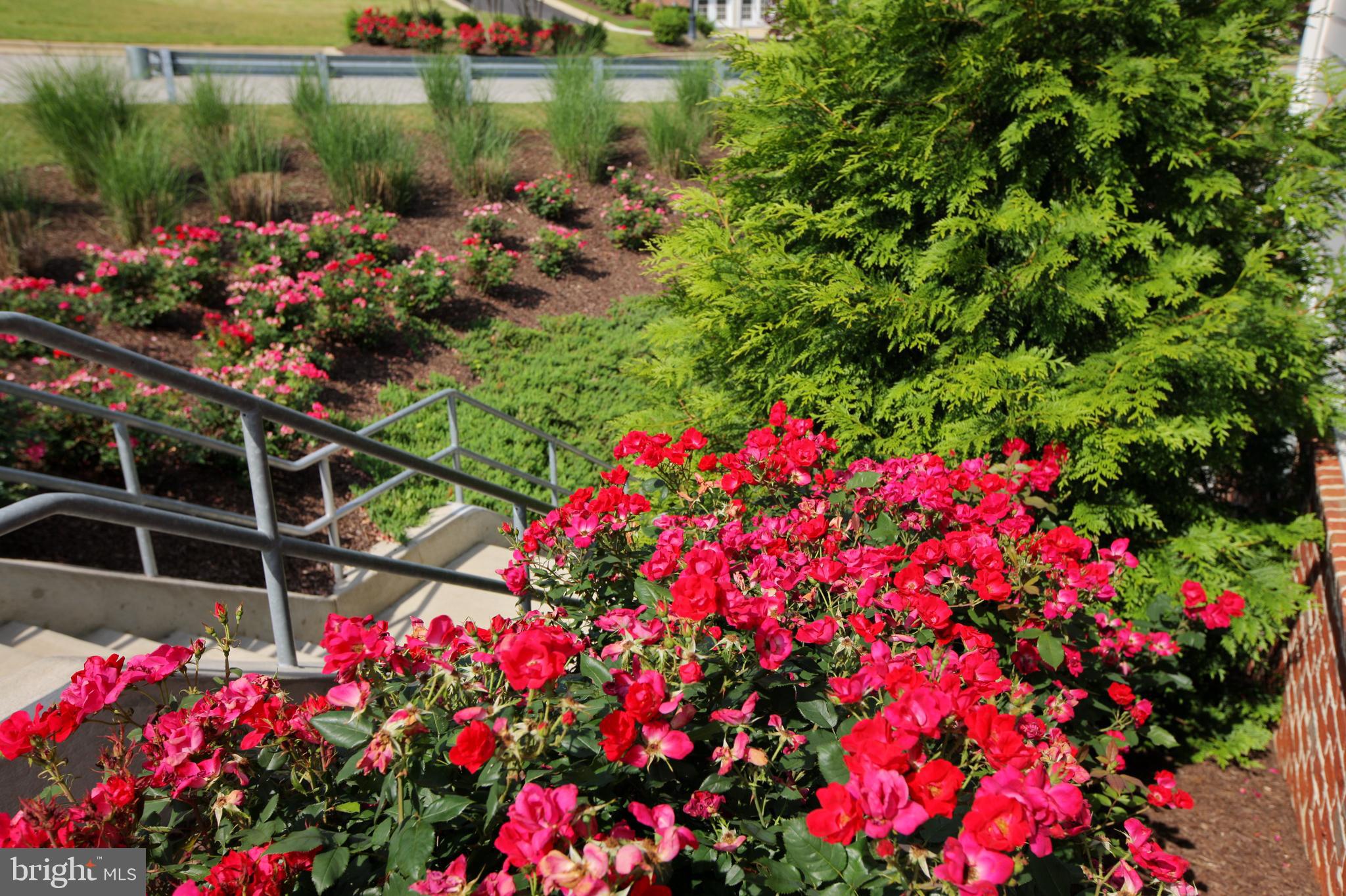 THE VILLAGES OF STEEPLECHASE - Residential