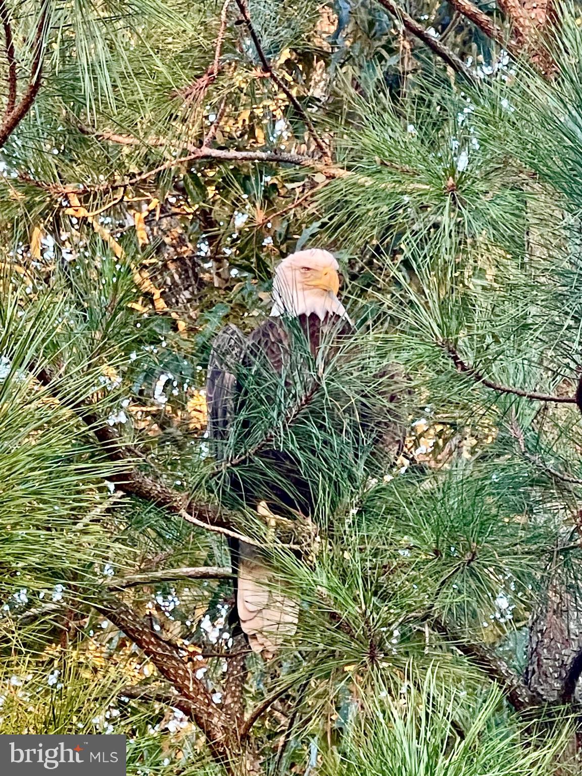 SENATE HEIGHTS - Residential